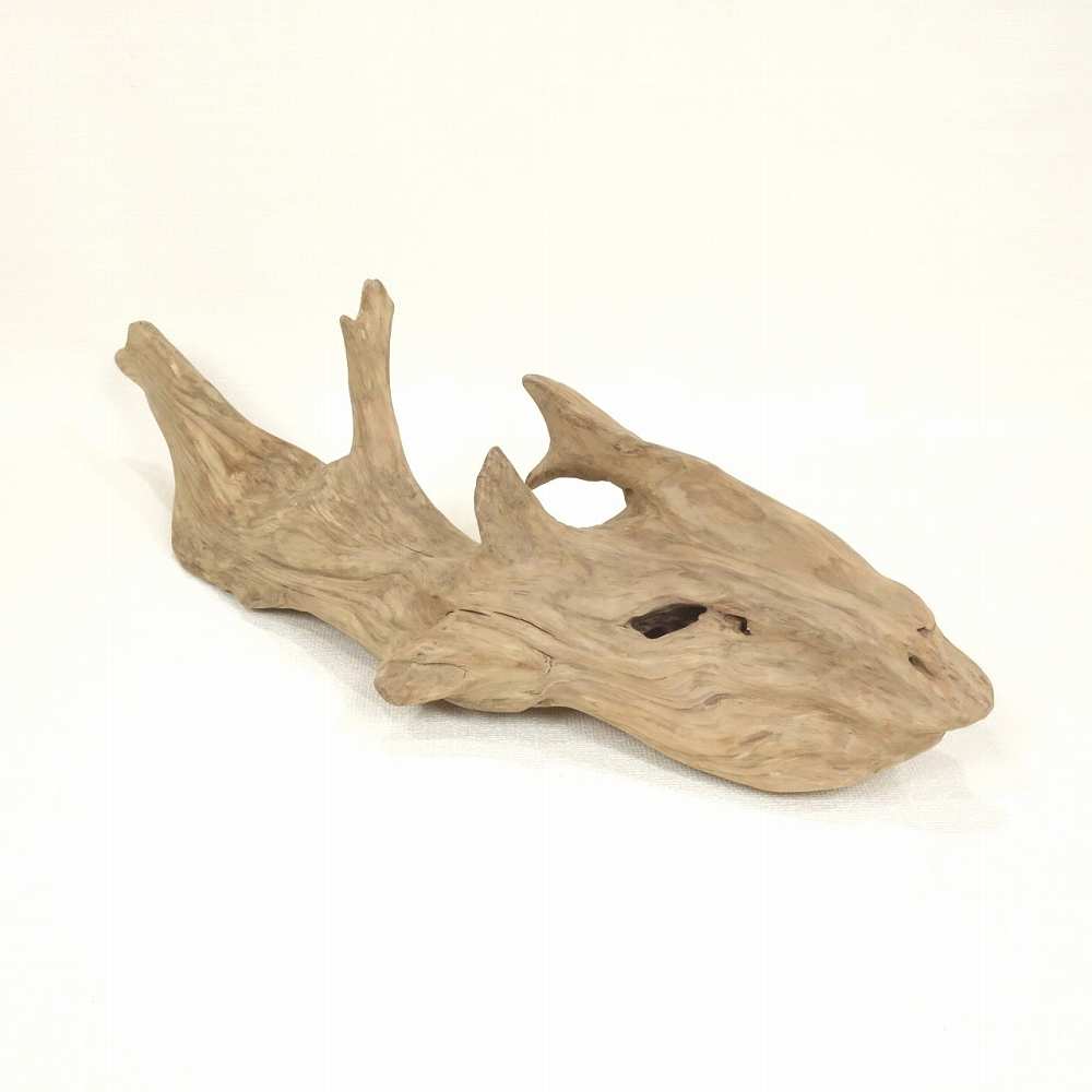 【温泉流木】深海魚のようなイメージの変形流木 流木素材 インテリア素材 木材
