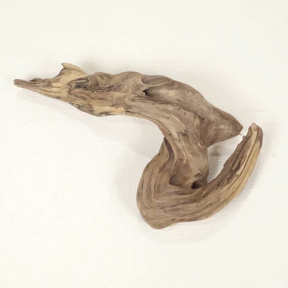 【温泉流木】流れるような繊細形状の美しい変形流木 流木素材 インテリア素材 木材