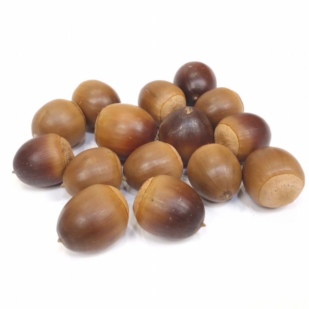 かわいいクヌギのどんぐり大中サイズ不揃い15個 クラフト パーツ ドライ リース メール便対応