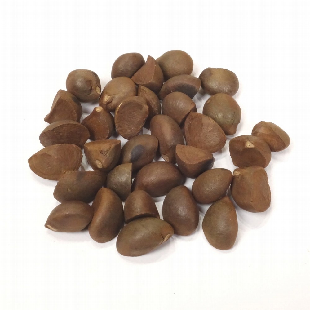 ツバキの種33個 ～ドライ クラフト、リースなどに メール便対応